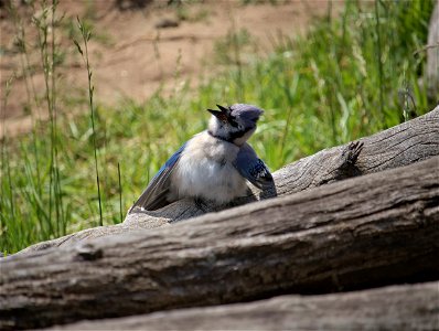 Resident Bluejay of BPZ