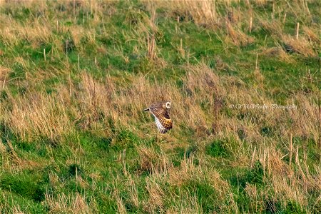 Short eared owl photo