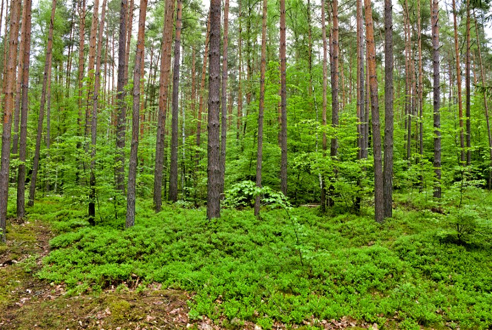 LSG Fürstenberger Wald- und Seengebiet 01