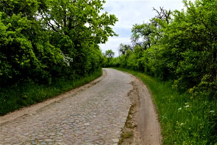 Allee NP Uckermärkische Seen 09