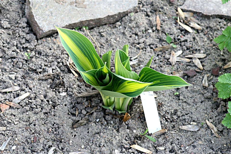 Hosta 'Touch of Class'