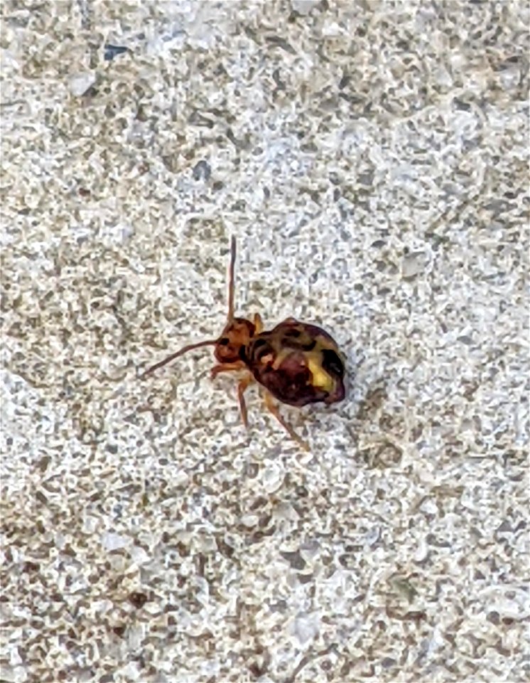 Dicyrtomina minuta?