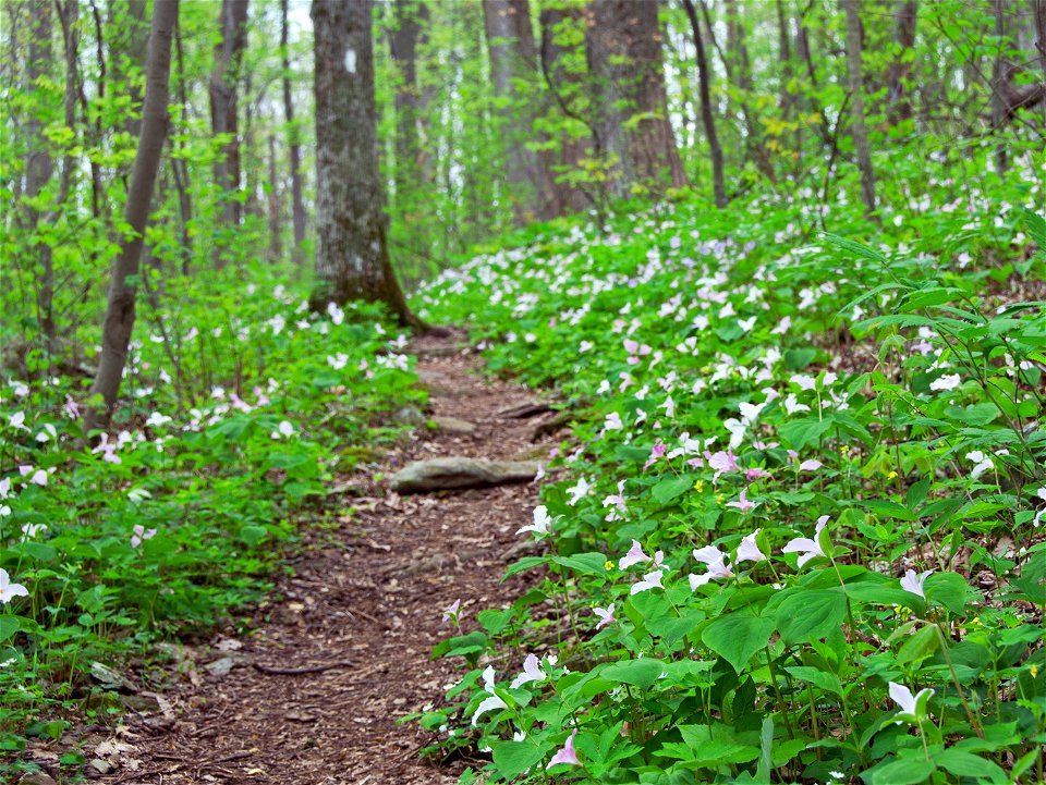 Appalachian Trail in May