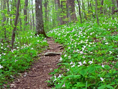 Appalachian Trail in May