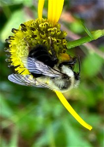 Bumblebee