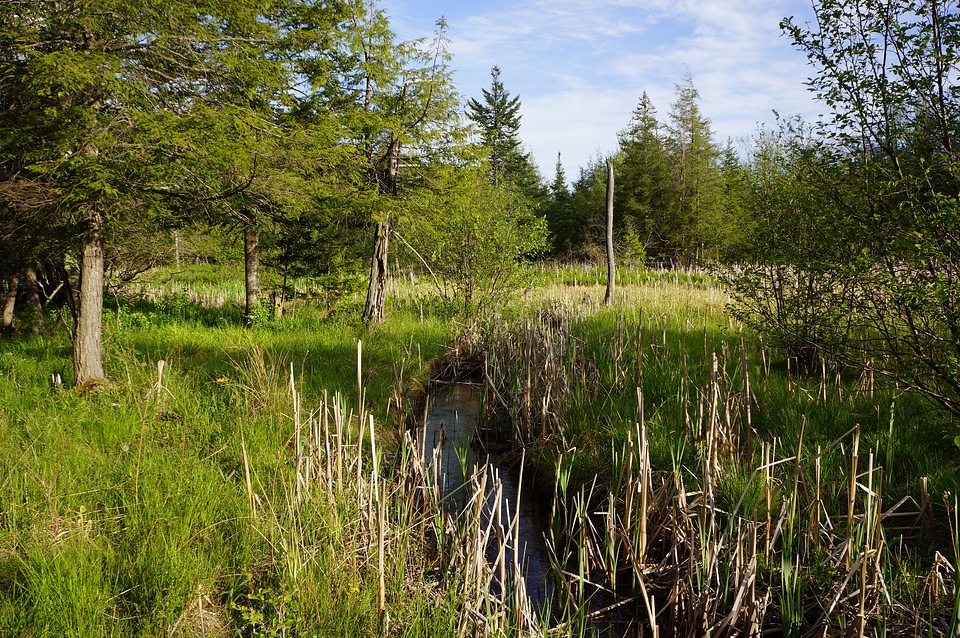 Stream Deer Run Trail Canaan Valley, West Virginia