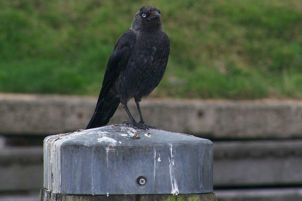 Raven black carrion crow