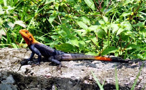 Agama agama, agame des colons, margouillat, lézard arc-en-ciel