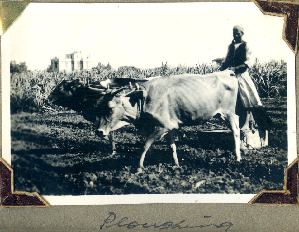 Ploughing, [Egypt]. Man ploughing with two oxen.
