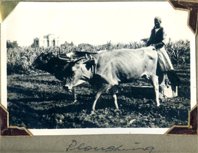 Ploughing, [Egypt]. Man ploughing with two oxen. photo