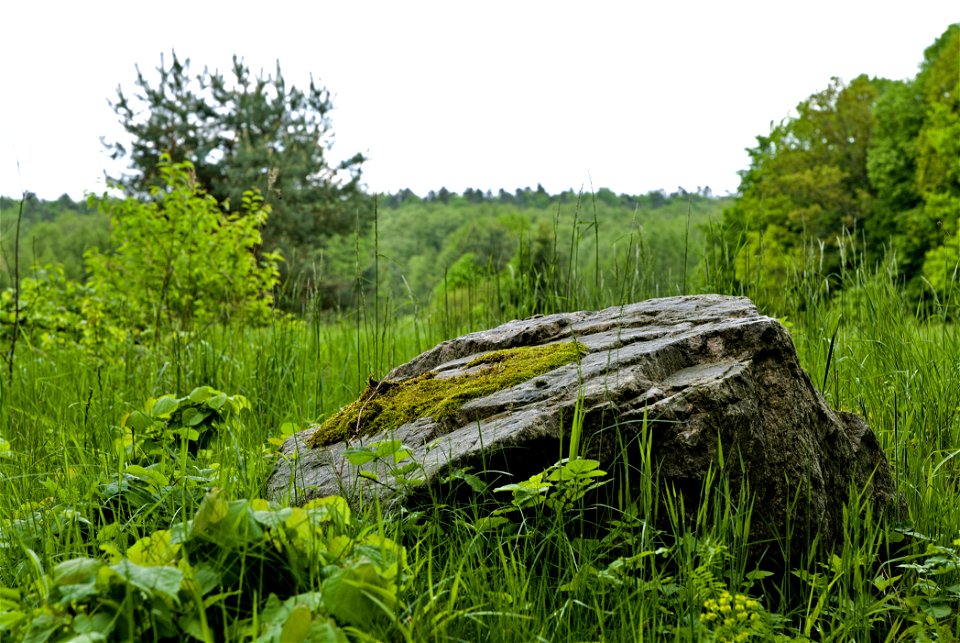 NSG Brüsenwalde 02