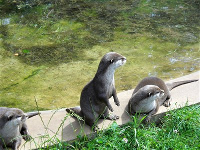 Otters - Twycross Zoo photo