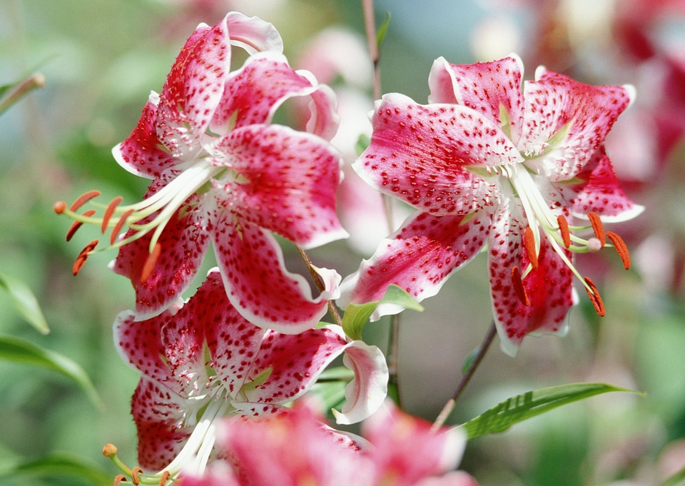 Red Rhododendron Blossom