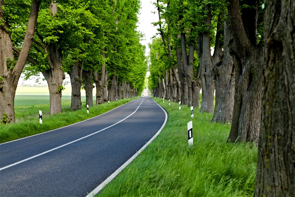 Allee NP Uckermärkische Seen 21