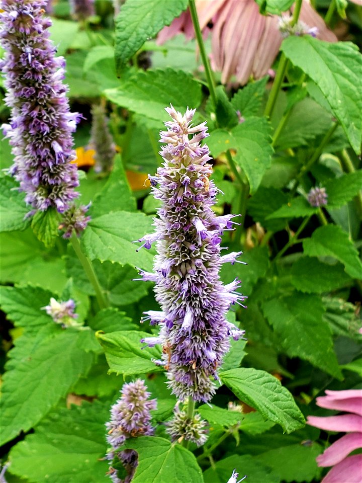 Giant Hyssop