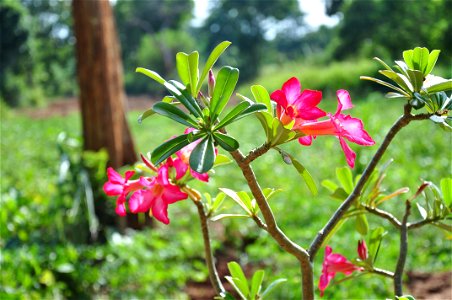 Wild temple flower