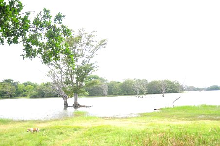 hambegamuwa lake