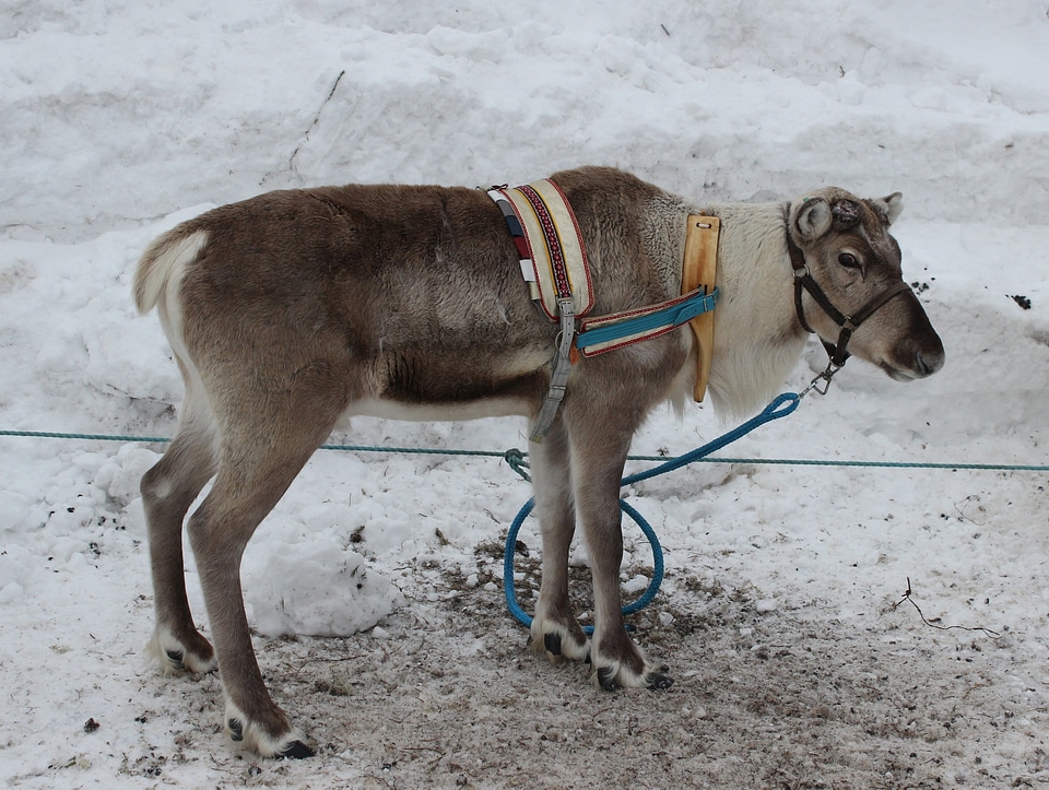 Reindeer with peeling shedding velvet on antlers photo