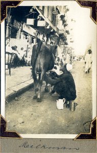 Milkman. Man milking a cow in a city street, [Egypt] photo