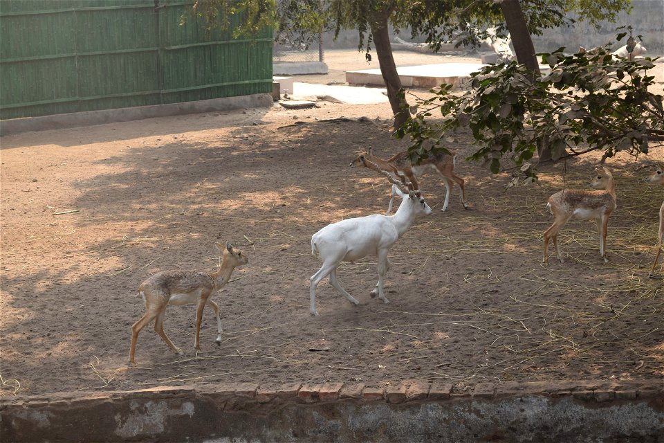 Antilope cervicapra