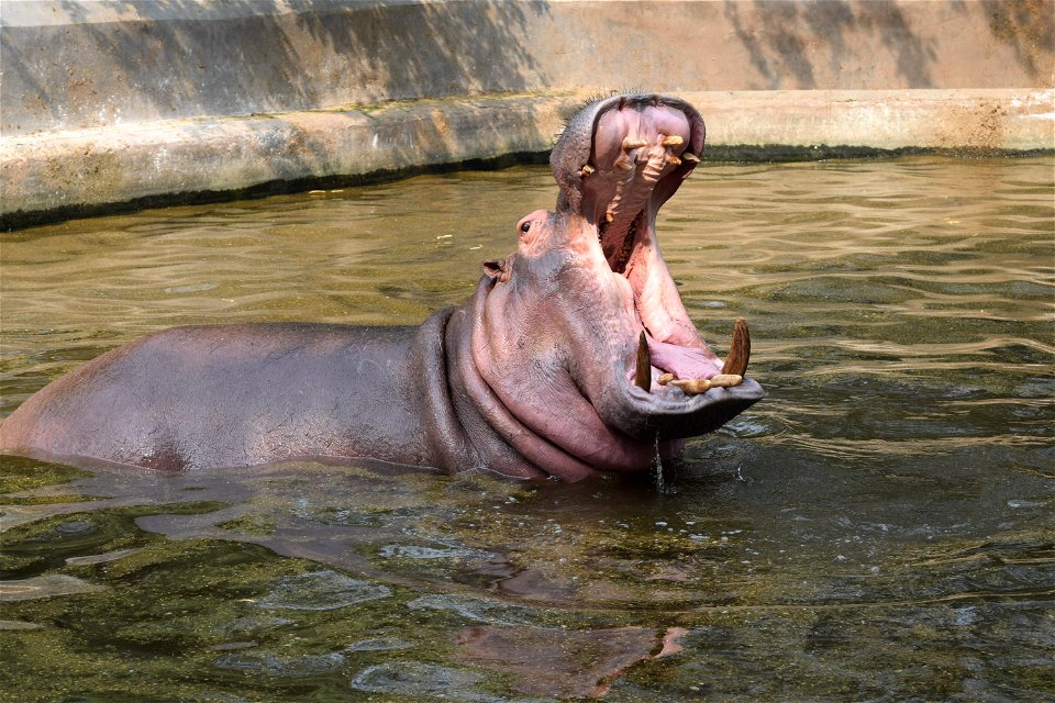 Hippopotamus amphibius