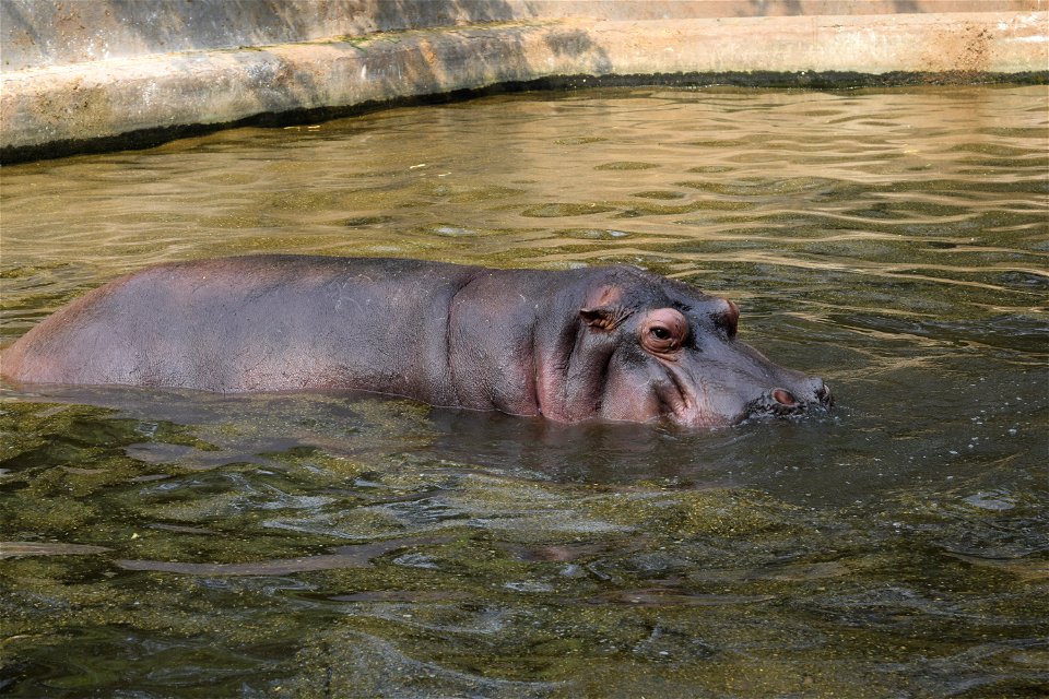 Hippopotamus amphibius