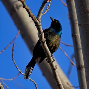 Some early migrants, returning for Spring