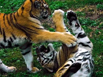 Two tiger siblings