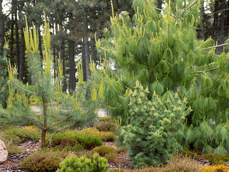 Hryshko National Botanical Garden