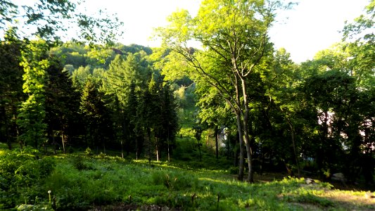 Hryshko National Botanical Garden