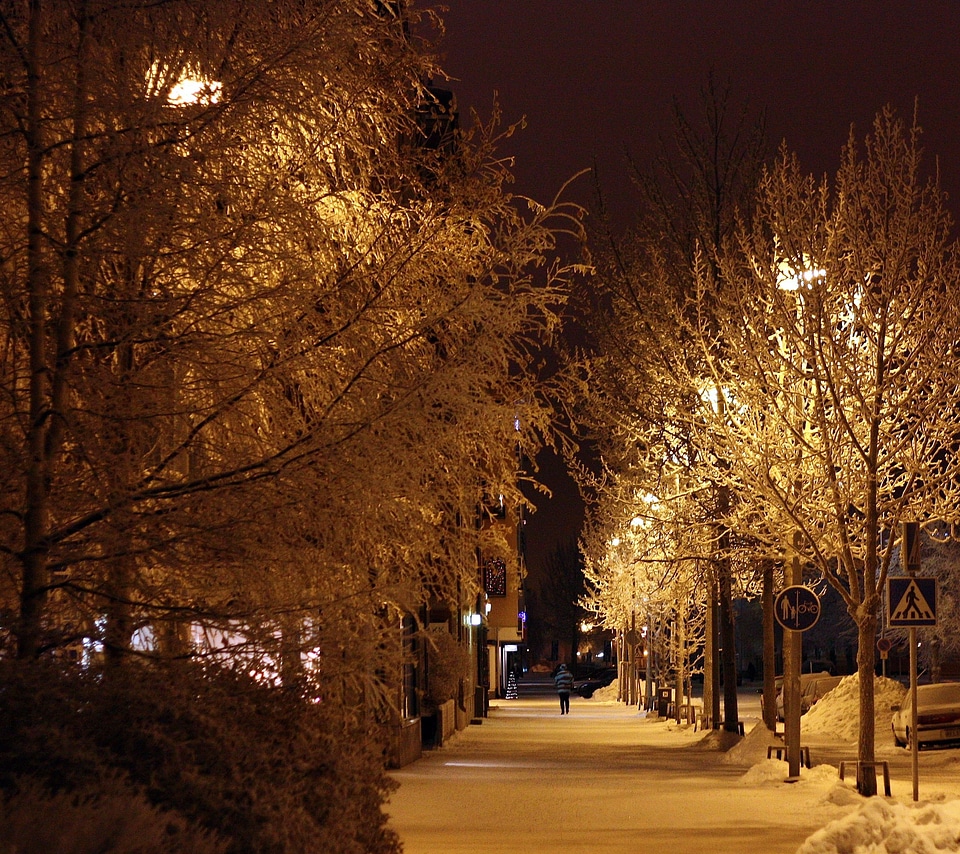 Snowy avenue with trees with street lights