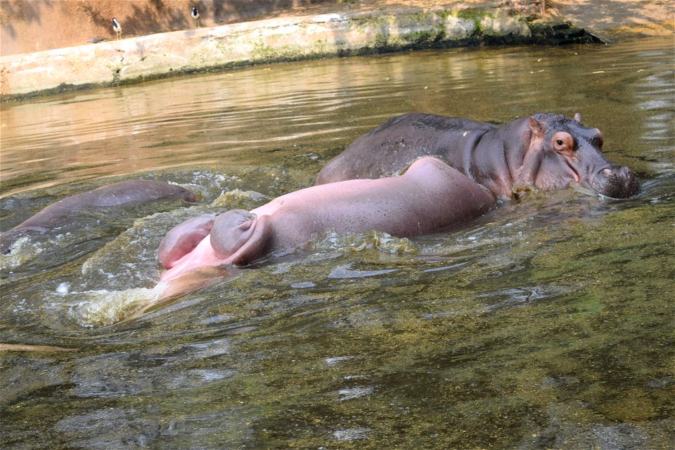 Hippopotamus amphibius