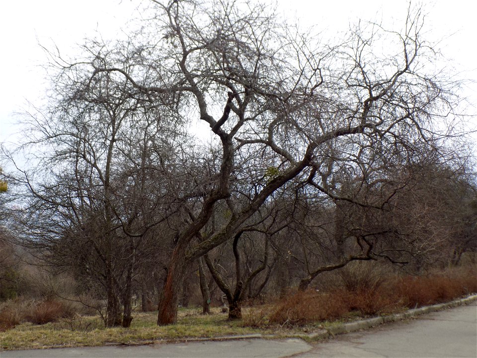 Hryshko National Botanical Garden