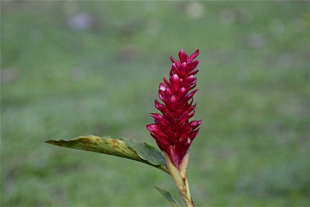 Solitario