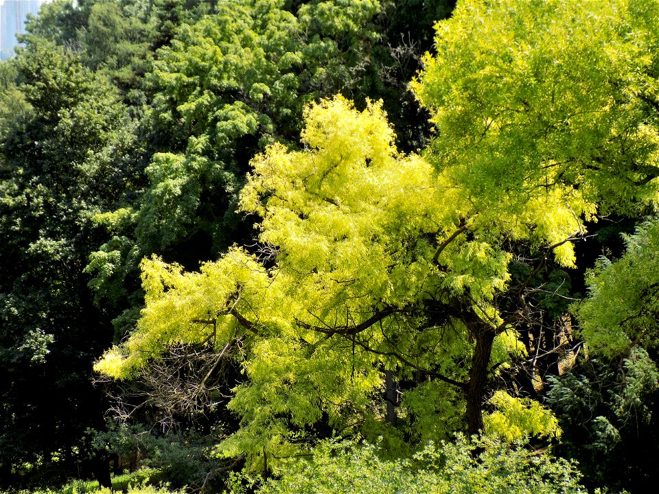 Hryshko National Botanical Garden