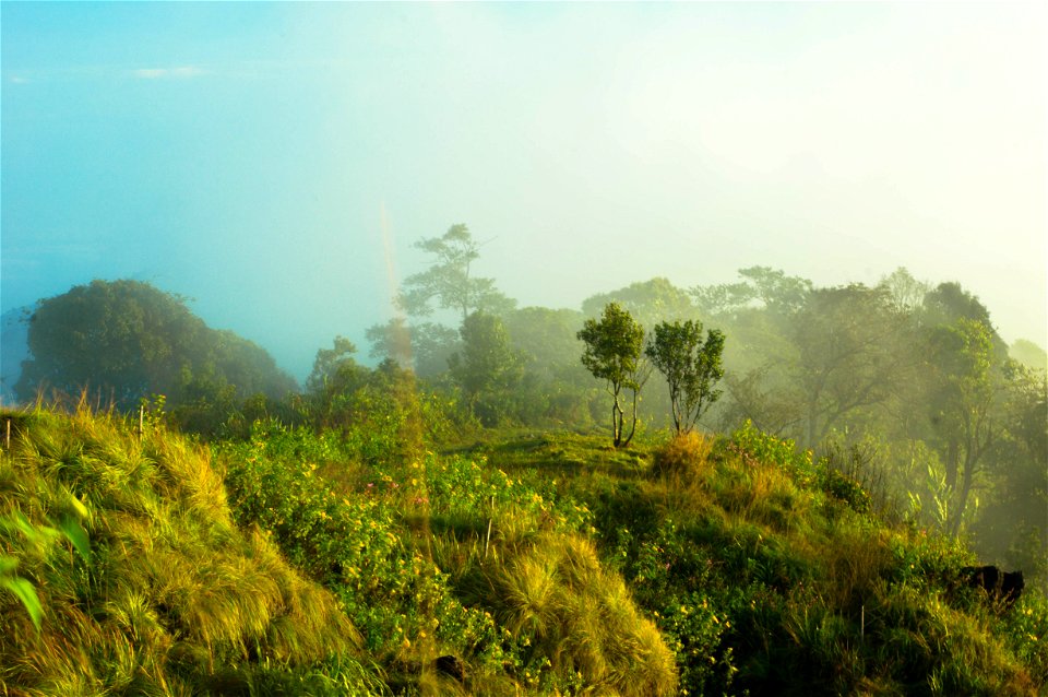 forest
