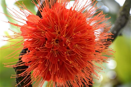 Brownea macrophylla photo