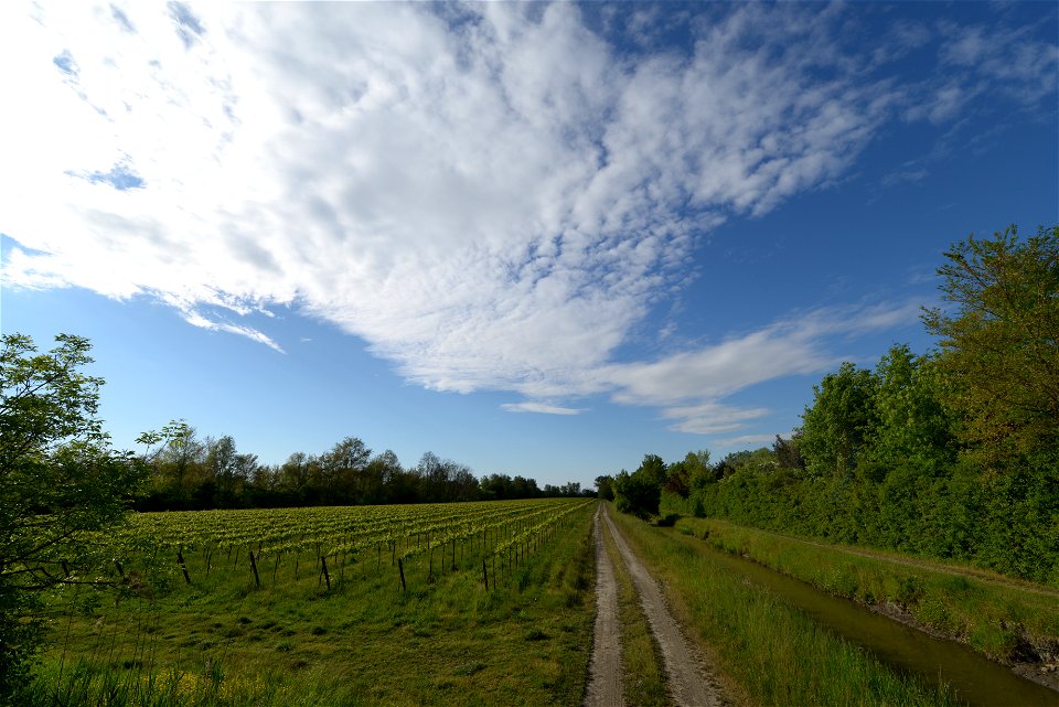 Vigneti Tenuta Civranetta