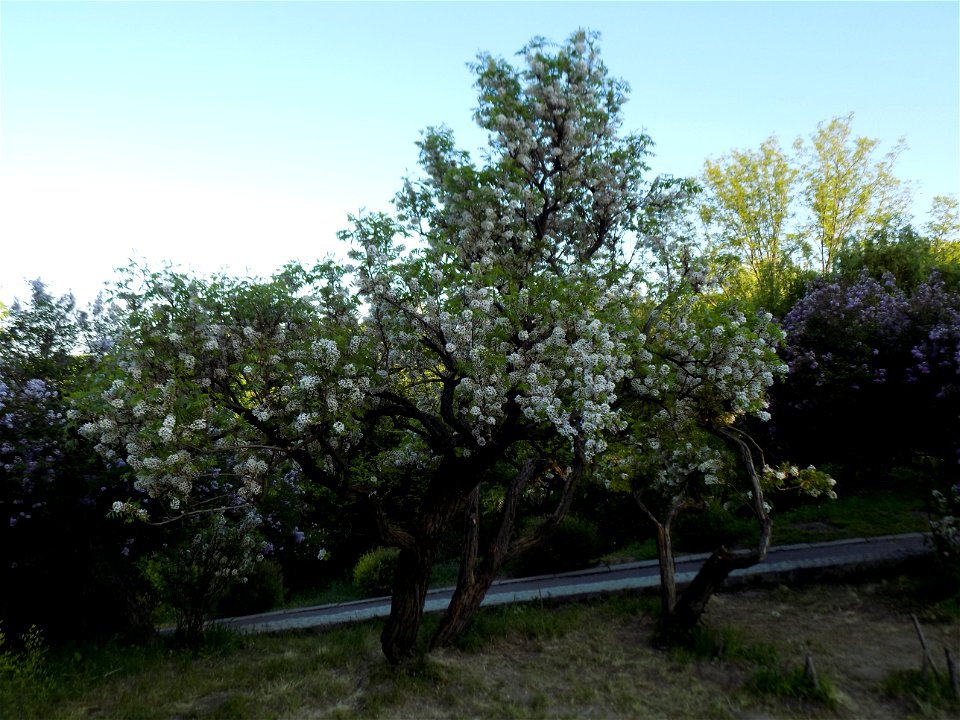 Hryshko National Botanical Garden