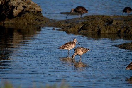 Marbled Godwits, Corte Madera, California photo