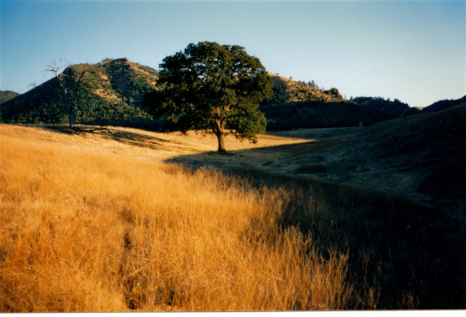HAYES-M.D.-TYPICAL SAVANNA NEAR NORTH FOOTHILL