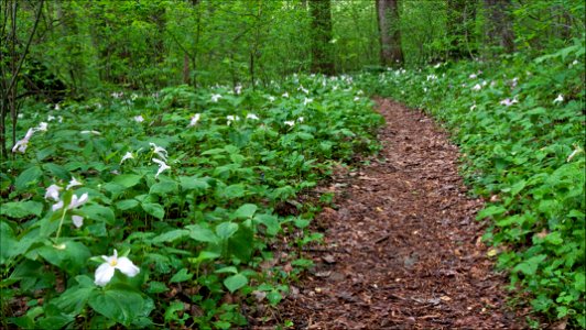 The Appalachian Trail in spring