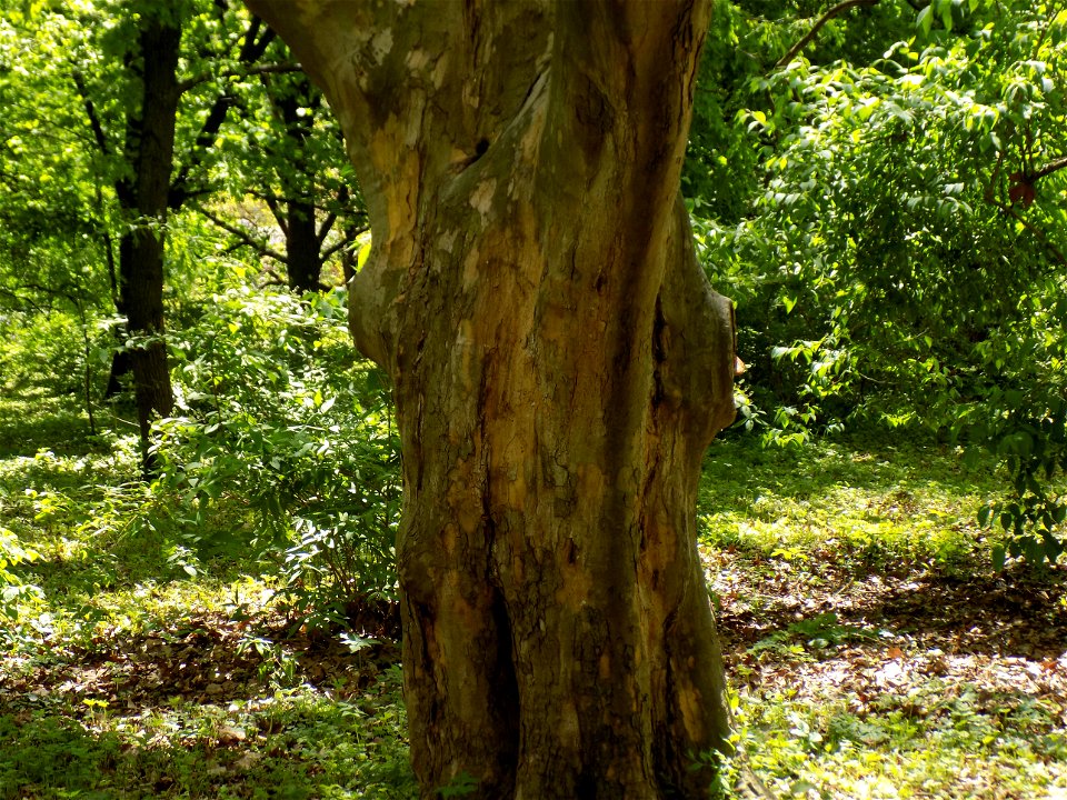 Hryshko National Botanical Garden