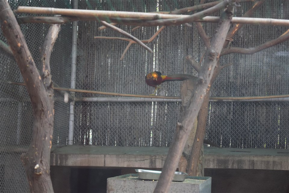 Chrysolophus pictus - Male