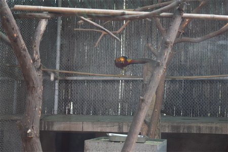 Chrysolophus pictus - Male