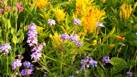 Hryshko National Botanical Garden