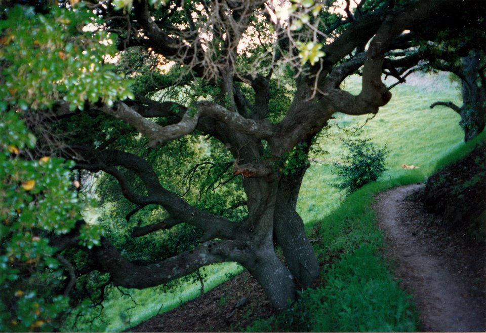 HAYES-BRIONES- COASTAL LIVE OAK-LAFAYETTE AREA NEAR FARM BLDGS