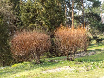 Hryshko National Botanical Garden