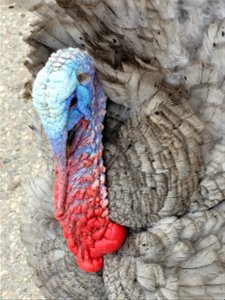 Turkey closeup photo