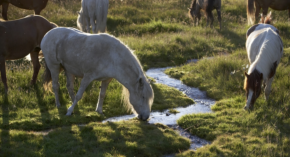 Horse on a green grass